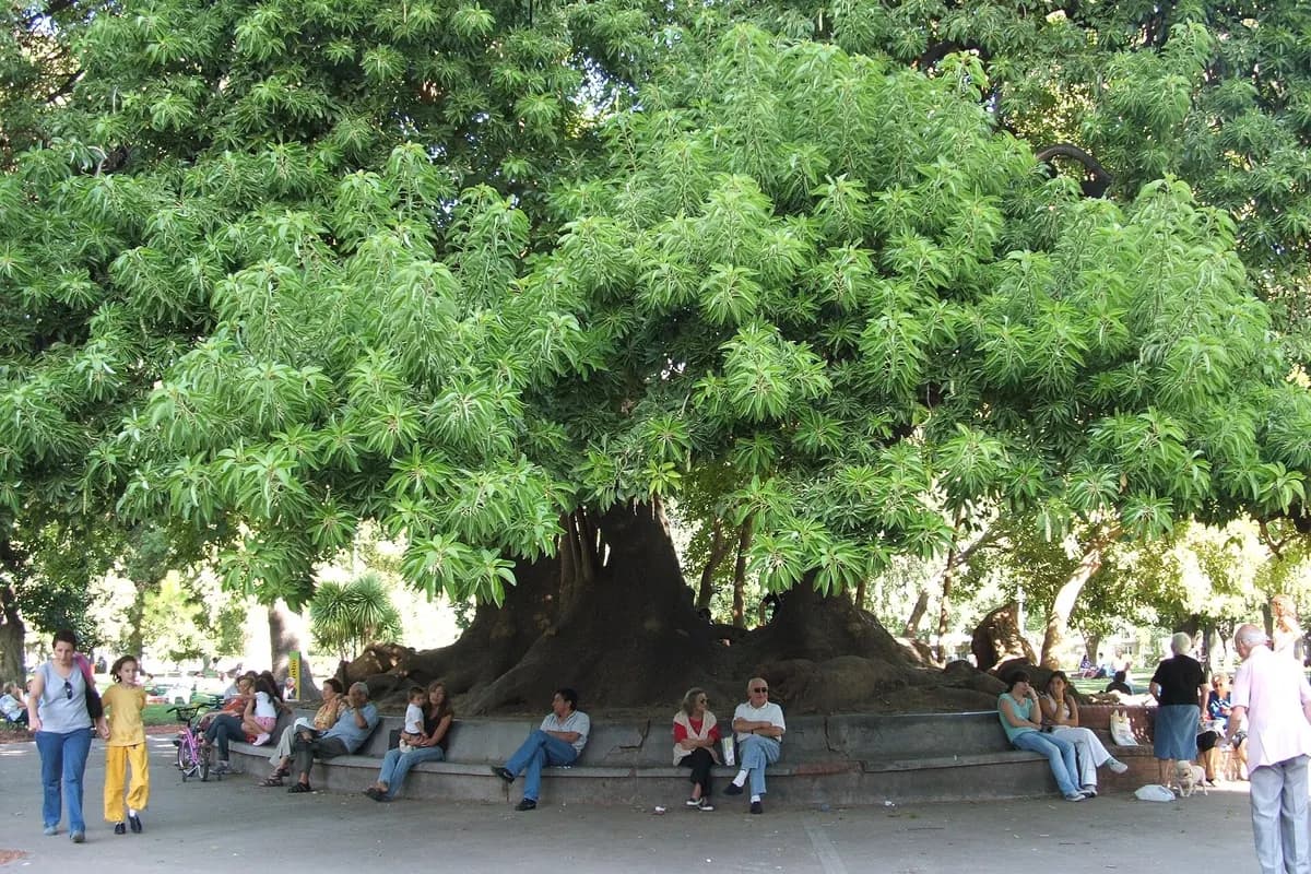 People sitting under the great ombú tree in Parque Rivadavia